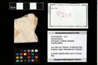 Foto (Objekt + Etikett) von Goniodromites sp.  (NHMW-GEO-2014-0194-0248)